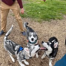 Steven A. Kirshenbaum Memorial Bark Park photo 2